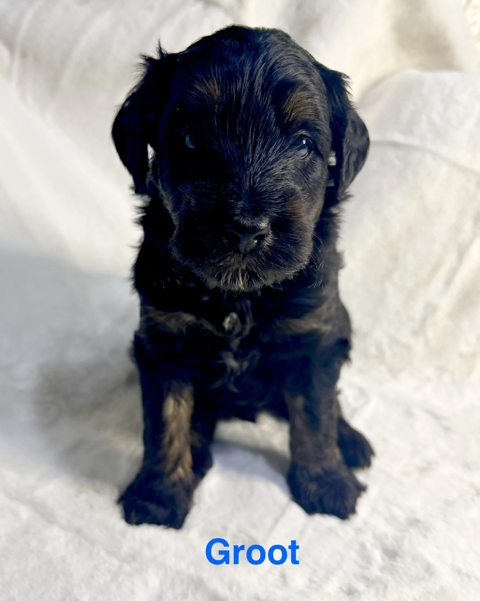 A black phantom mini aussiedoodle puppy.