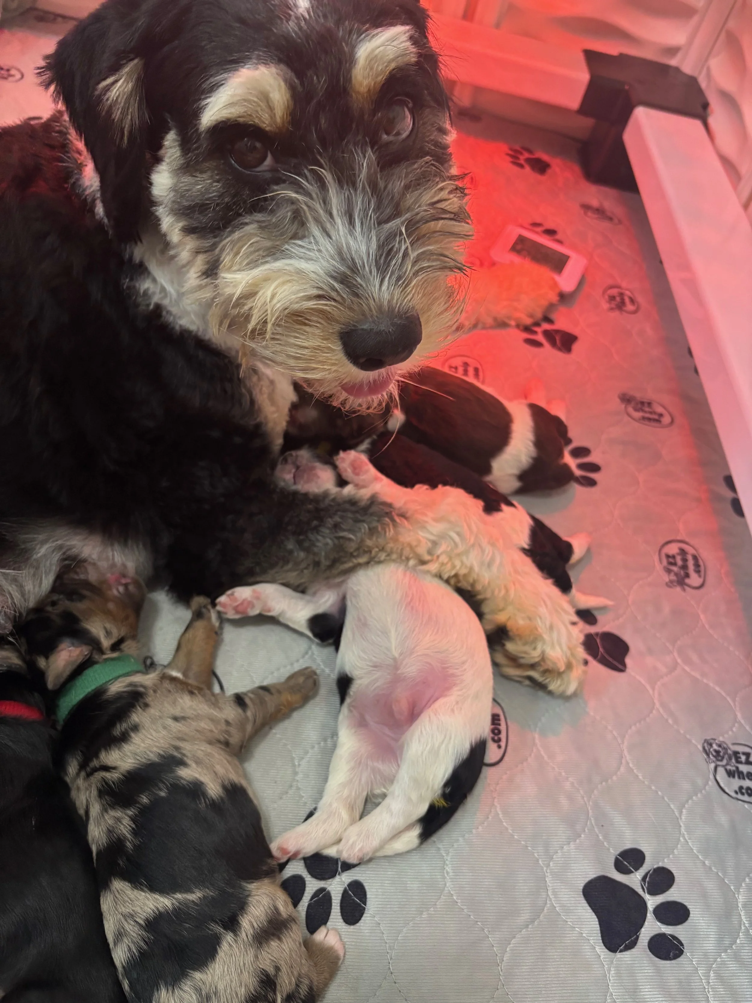 Mama black tri color mini aussiedoodle with her newborn mini aussiedoodle puppies.