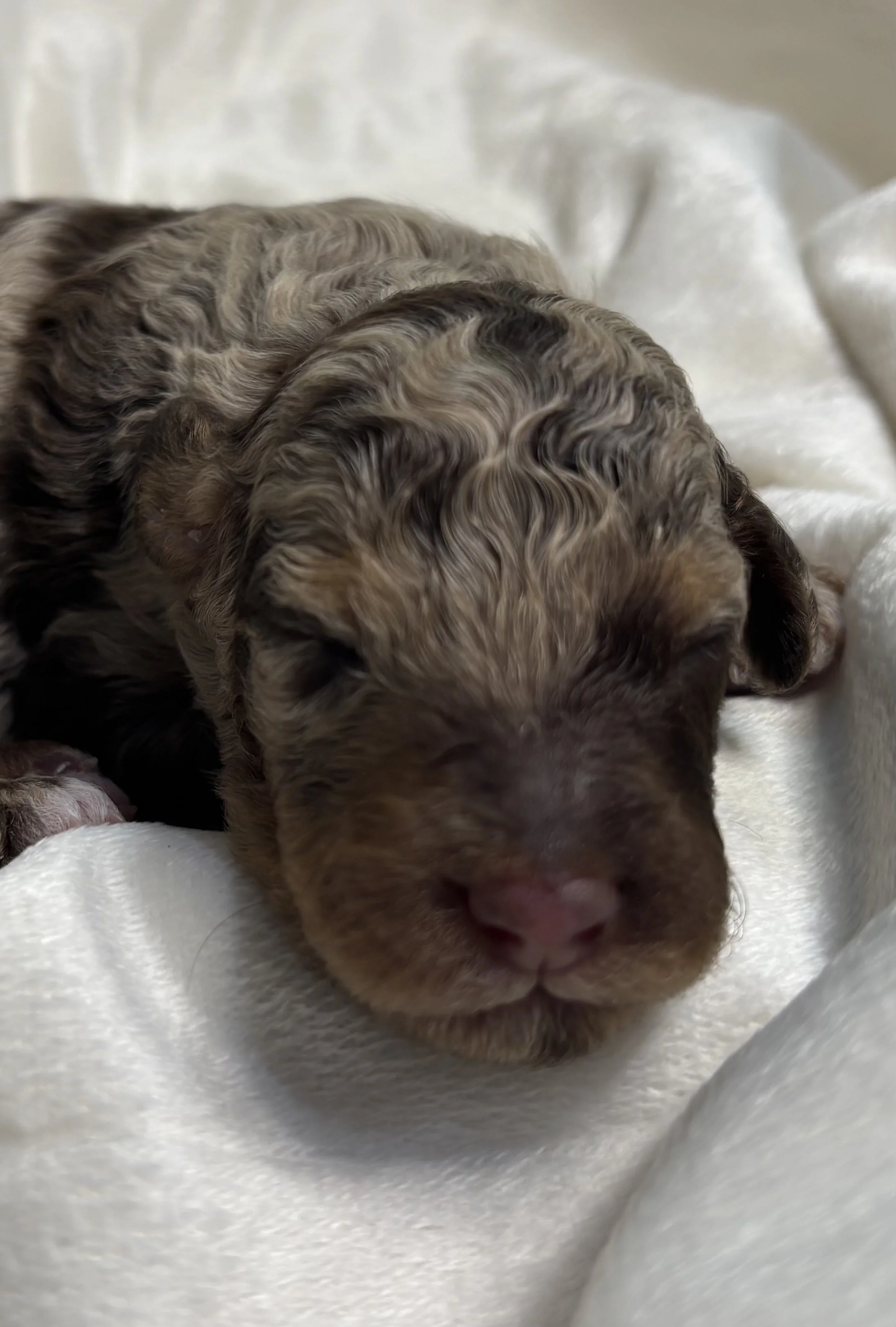 A cute newborn blue merle mini aussiedoodle puppy.
