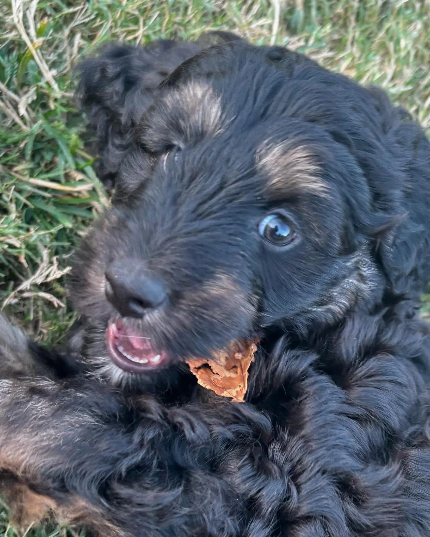 Meet Groot! For non-MCU fans, the name may seem harsh, but this guy is the sweetest, softest and snuggliest. 🥰
