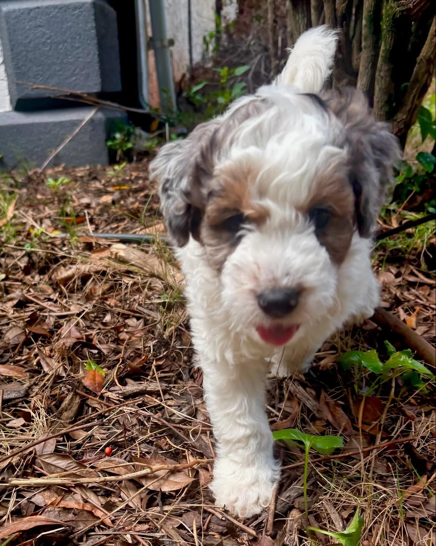 Meet Natasha! From playful to all tuckered out, this mini aussiedoodle with a teddy bear face is the sweetest girl!