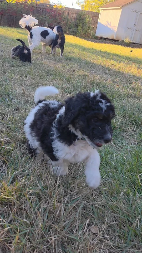 Puppies having fun playing with their momma and Auntie Elliot!
#miniaussiedoodlelovers#miniaussiedoodlelove #minidoodle #minidoodlesofinstagram#doodlesofinstagram#minidoodles #minidoodlepuppy #doodle #doodles #puppylove#doodlepuppy #merledoodle#dood