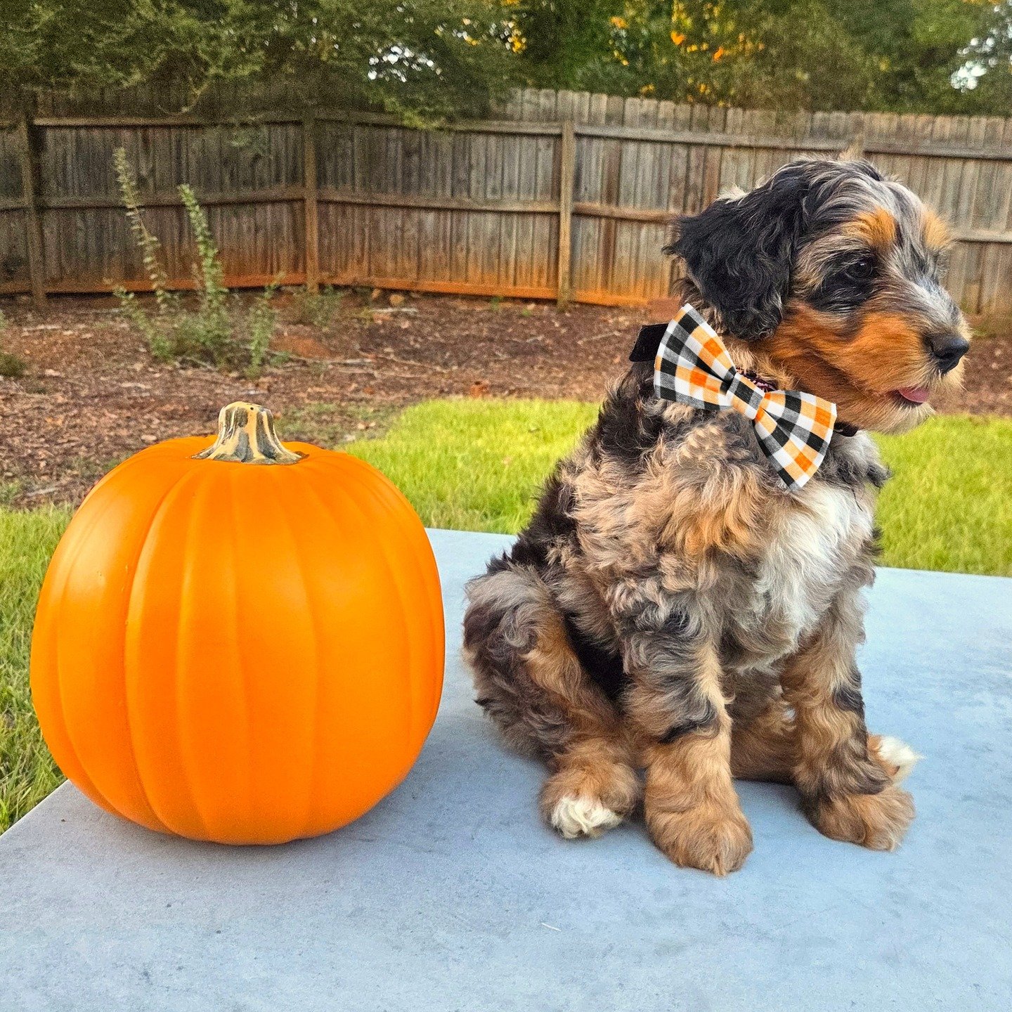 Happy Halloween from the puppies, even grumpy Pietro at the end!
#minidoodle #minidoodlesofinstagram #doodlesofinstagram #minidoodles #aussiedoodlesofinstagram #doodle #doodles #puppylove #doodlepuppy #merledoodle #doodlelove #puppyoftheday #puppies