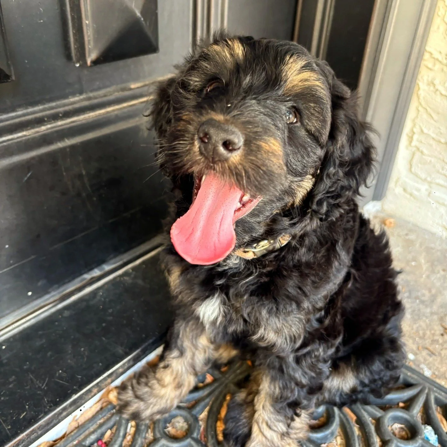 Three puppies left looking for amazing homes, these three handsome boys make us laugh everyday with their goofy antics and make us swoon every day with their lovable and snuggling personalities!