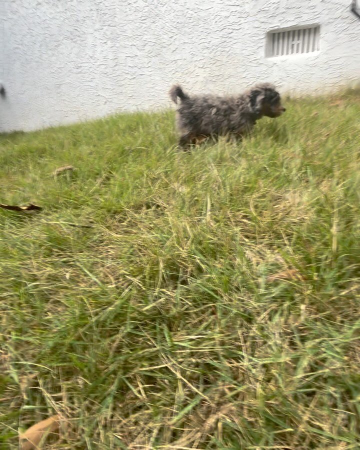 Celebrating Peggy! We thought after playing and training, we wore this baby out, but not this puppy 😊