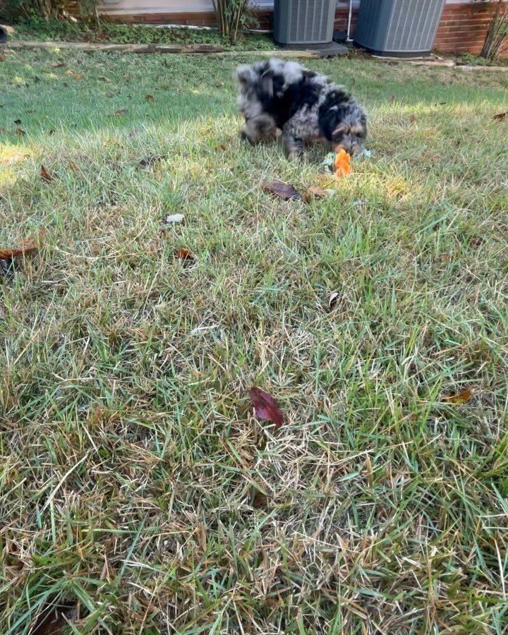 Celebrating Loki! Nothing like enjoying the outside with a bit of play, a bit of training and a walk with the big kids!