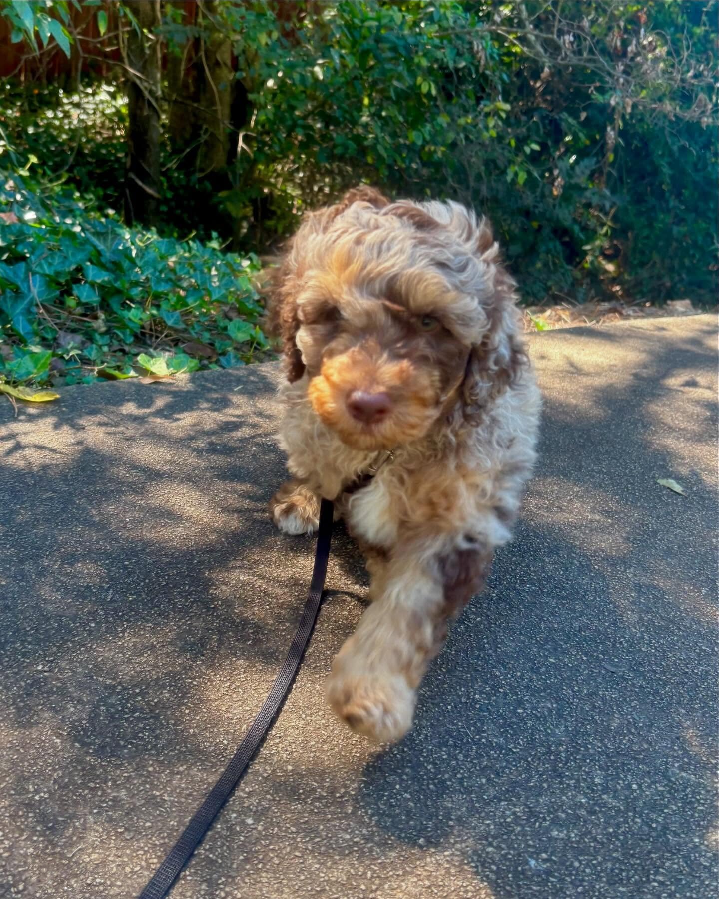 The pride of finally being old enough to walk with the big kids is undeniable! Cosmo and Rocket were so proud!!