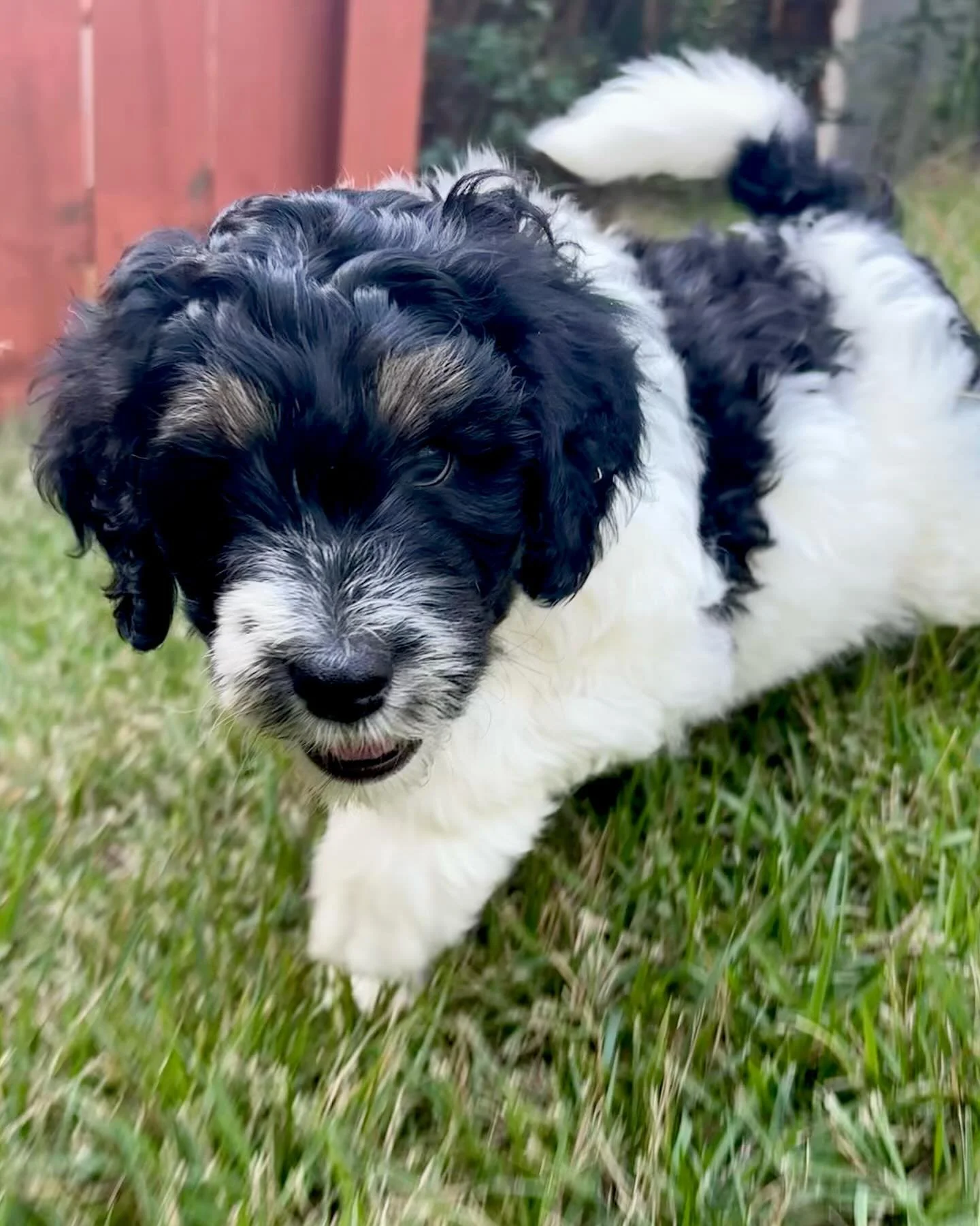 Meet Pietro! This sweetheart is by far our fluffiest and softest pup. His tricolor as expressed with his hint of tan eyebrows. After spending some joyful time running with the big dogs, learning new tricks with us, or meeting new friends, there&rsquo