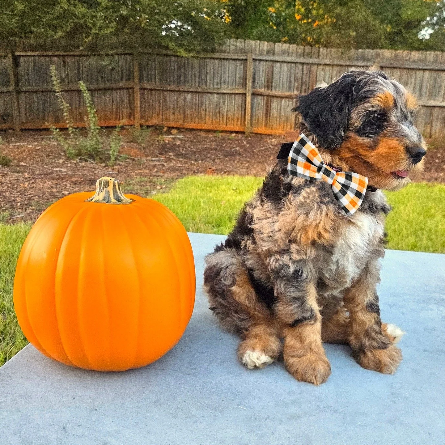 Happy Halloween from the puppies, even grumpy Pietro at the end!

#minidoodle #minidoodlesofinstagram #doodlesofinstagram #minidoodles #aussiedoodlesofinstagram #doodle #doodles #puppylove #doodlepuppy #merledoodle #doodlelove #puppyoftheday #puppies