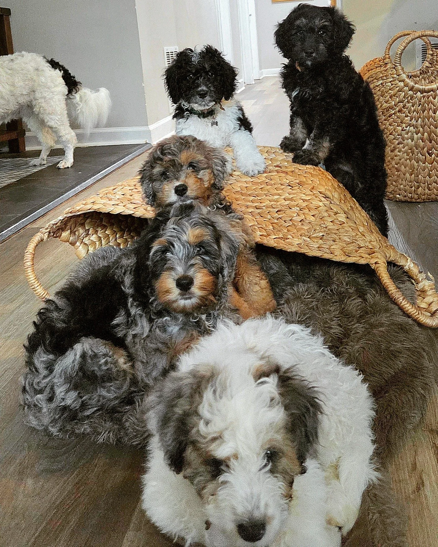 Meanest gang you will ever run across, better hand over those dog treats!