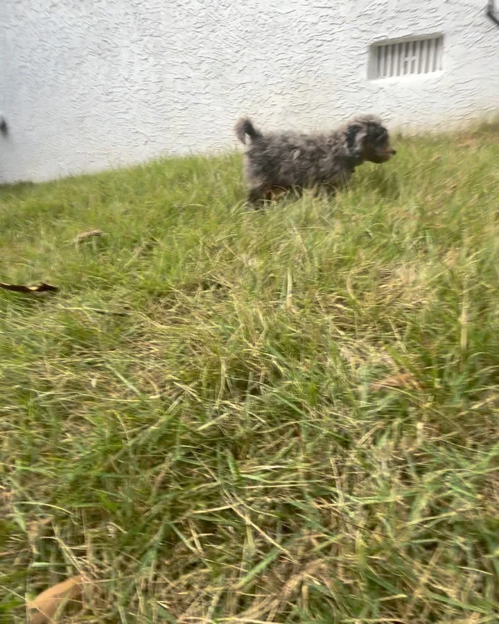 Celebrating Peggy! We thought after playing and training, we wore this baby out, but not this puppy 😊