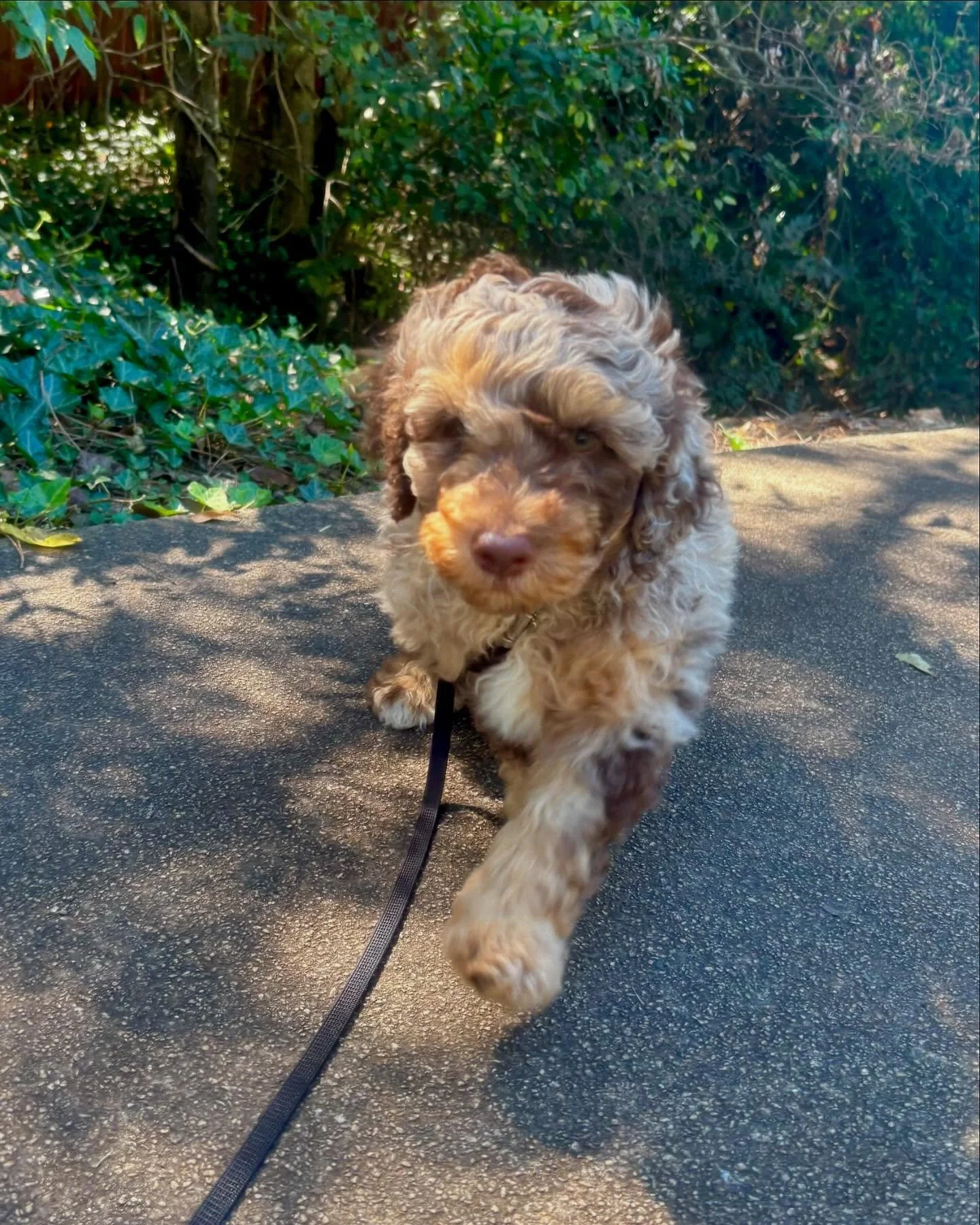 The pride of finally being old enough to walk with the big kids is undeniable! Cosmo and Rocket were so proud!!