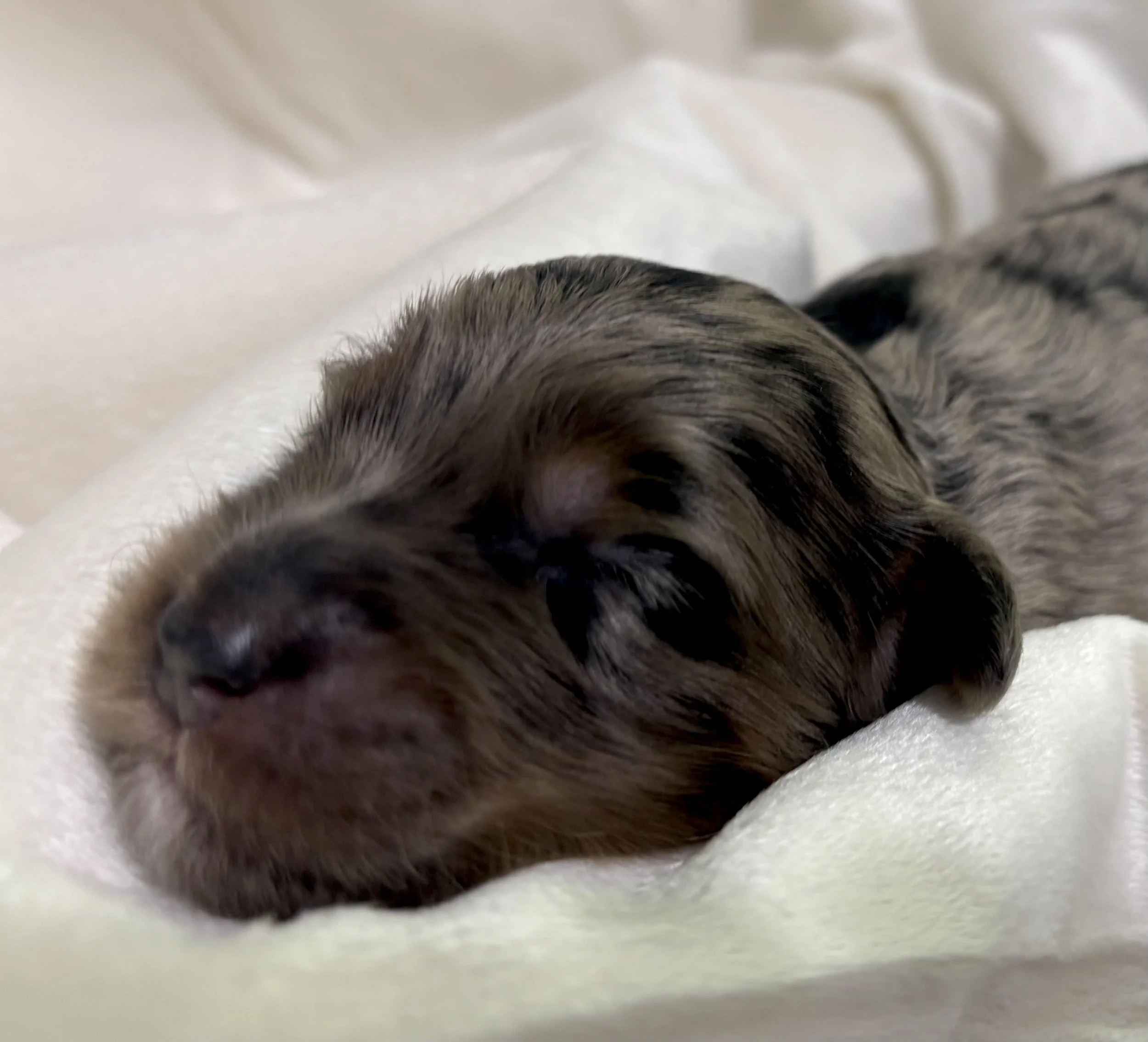 A sleeping newborn, blue merle mini aussiedoodle puppy.