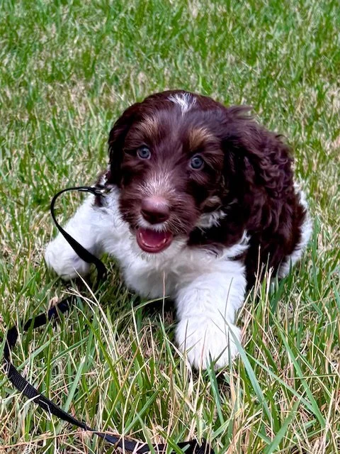 An adorable red tri color mini aussiedoodle puppy with blue eyes lying in green grass