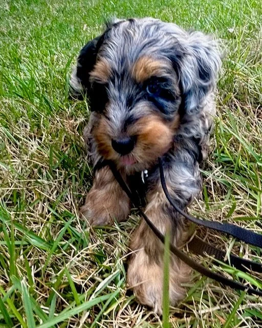 A cute blue merle mini aussiedoodle puppy standing in grass.