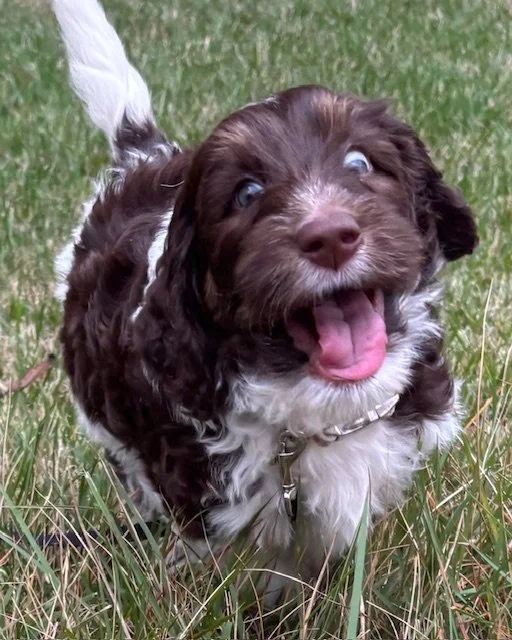 Dogwood Family Doodles, breeding ethical mini aussiedoodles north of Atlanta, Georgia
