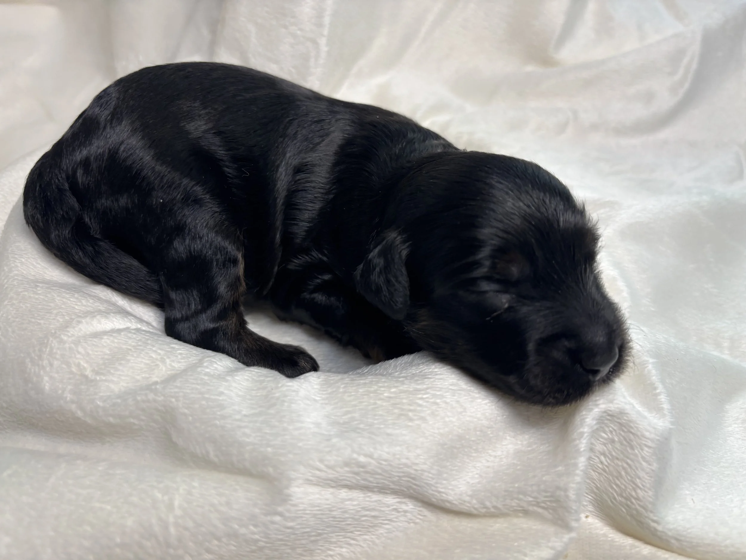 A sleeping newborn, black phantom mini aussiedoodle puppy.