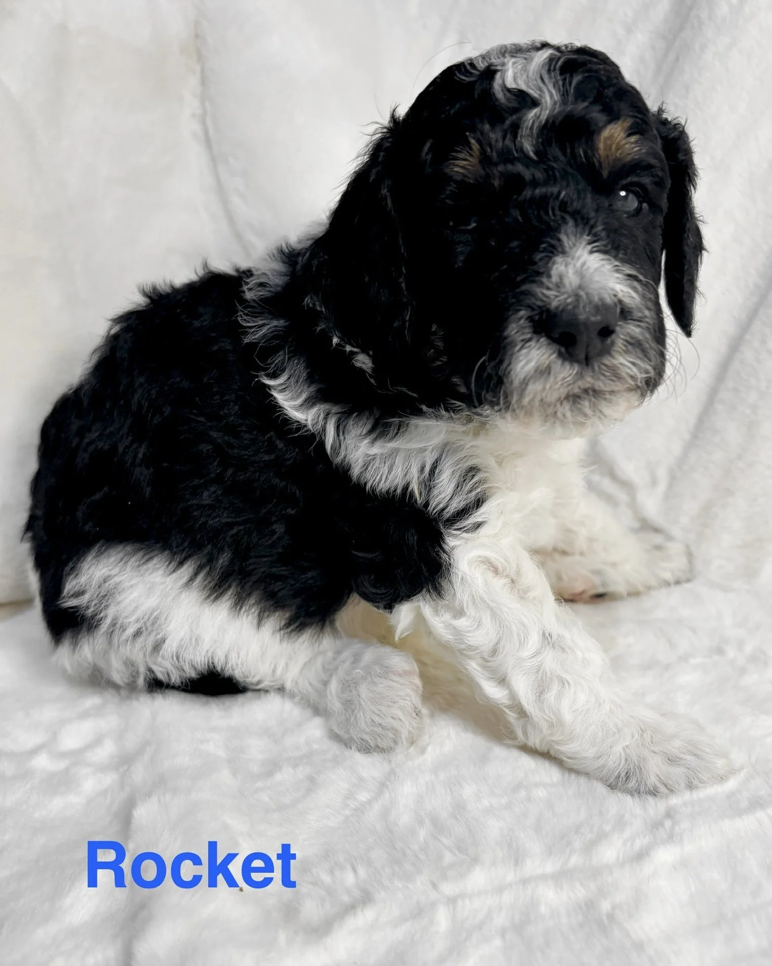 An adorable back tri color mini aussiedoodle puppy.