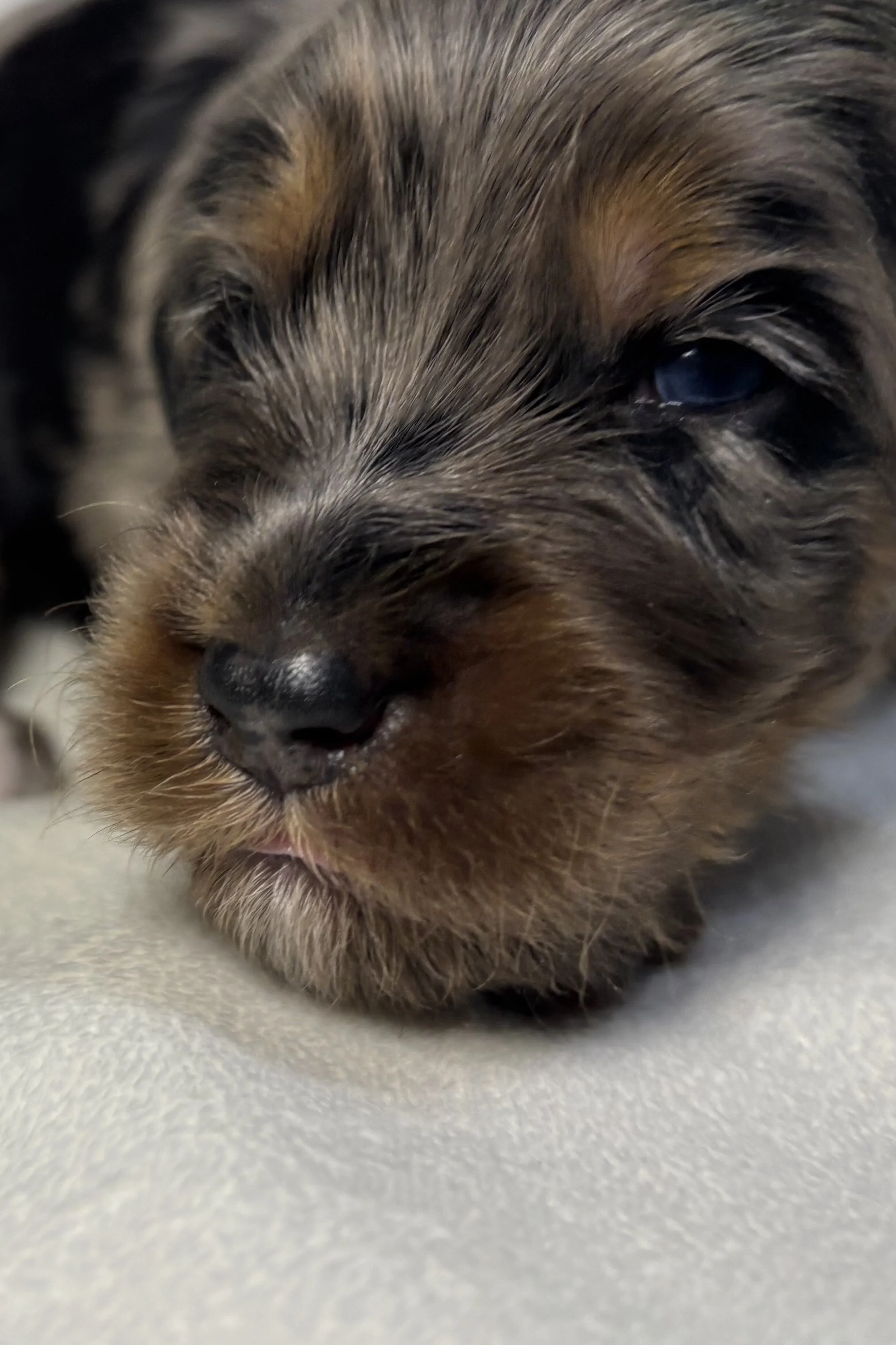 A resting newborn blue merle mini aussiedoodle puppy.
