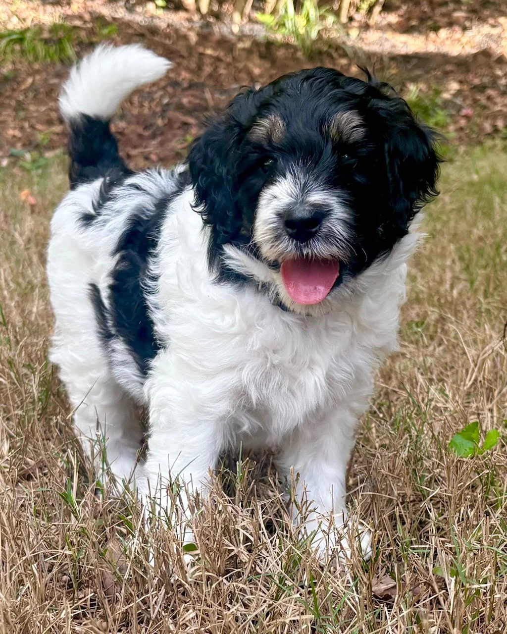An adorable back tri color mini aussiedoodle puppy standing outdoors on grass, with its tongue out.