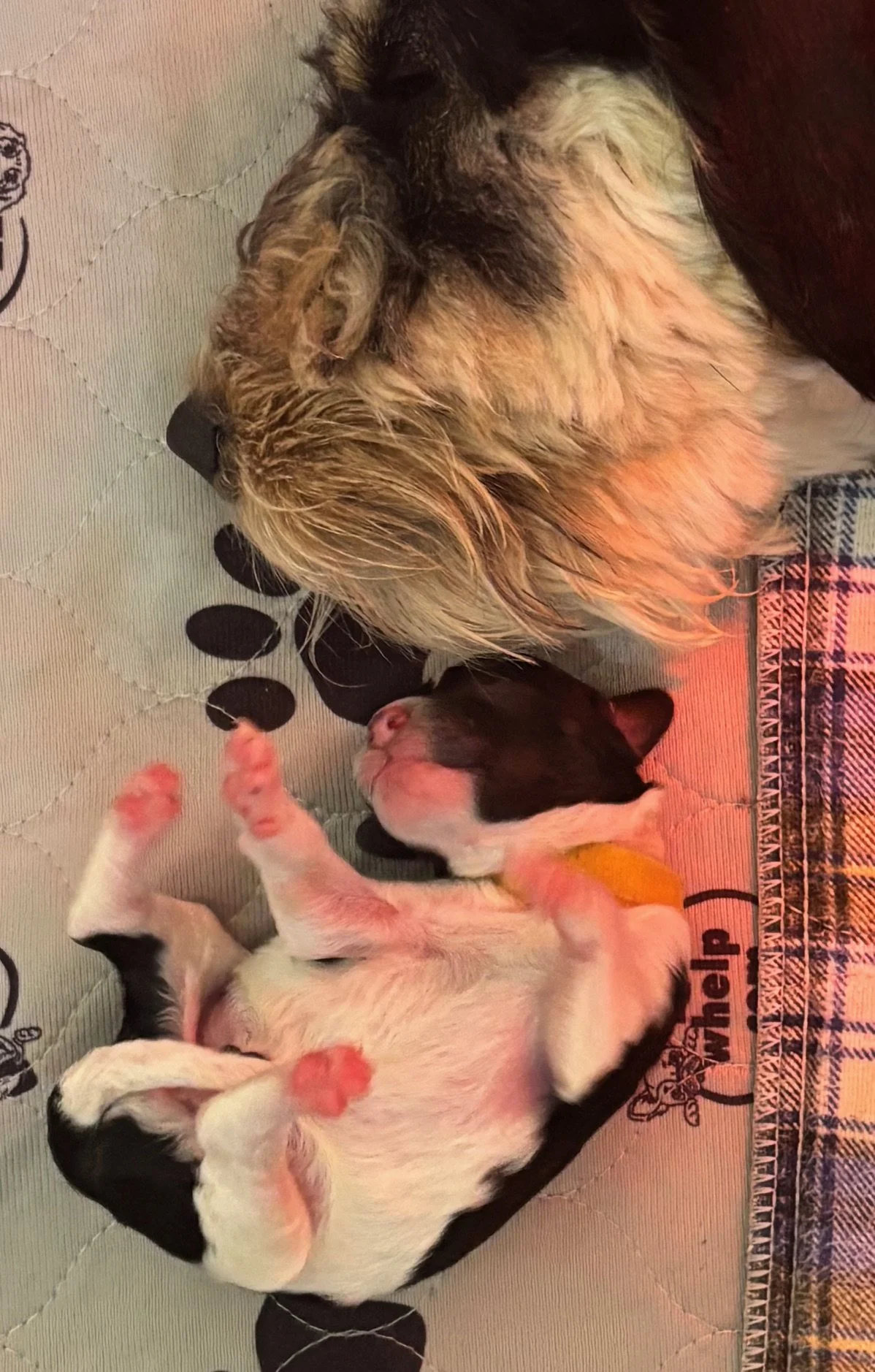 An adorable newborn back tri color mini aussiedoodle puppy lying next to mama tri color mini aussiedoodle.