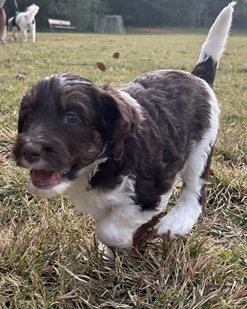 Dogwood Family Doodles, breeding ethical mini aussiedoodles north of Atlanta, Georgia