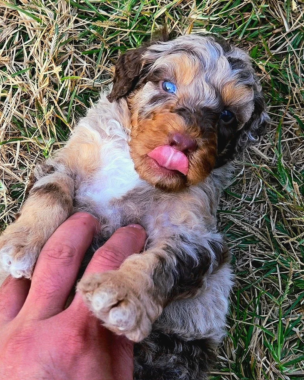 A cute red merle mini aussiedoodle puppy sticking its tongue out, lying on grass.