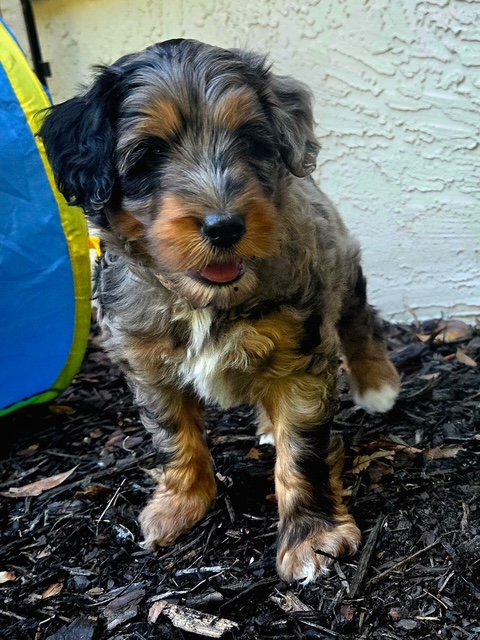 Dogwood Family Doodles, breeding ethical mini aussiedoodles north of Atlanta, Georgia