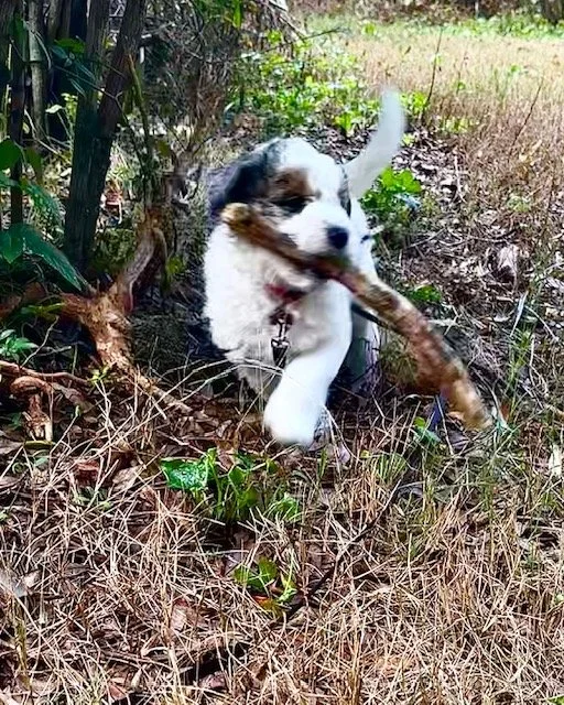 A cute blue merle parti mini aussiedoodle carrying a stick in its mouth in a grassy, wooded area.