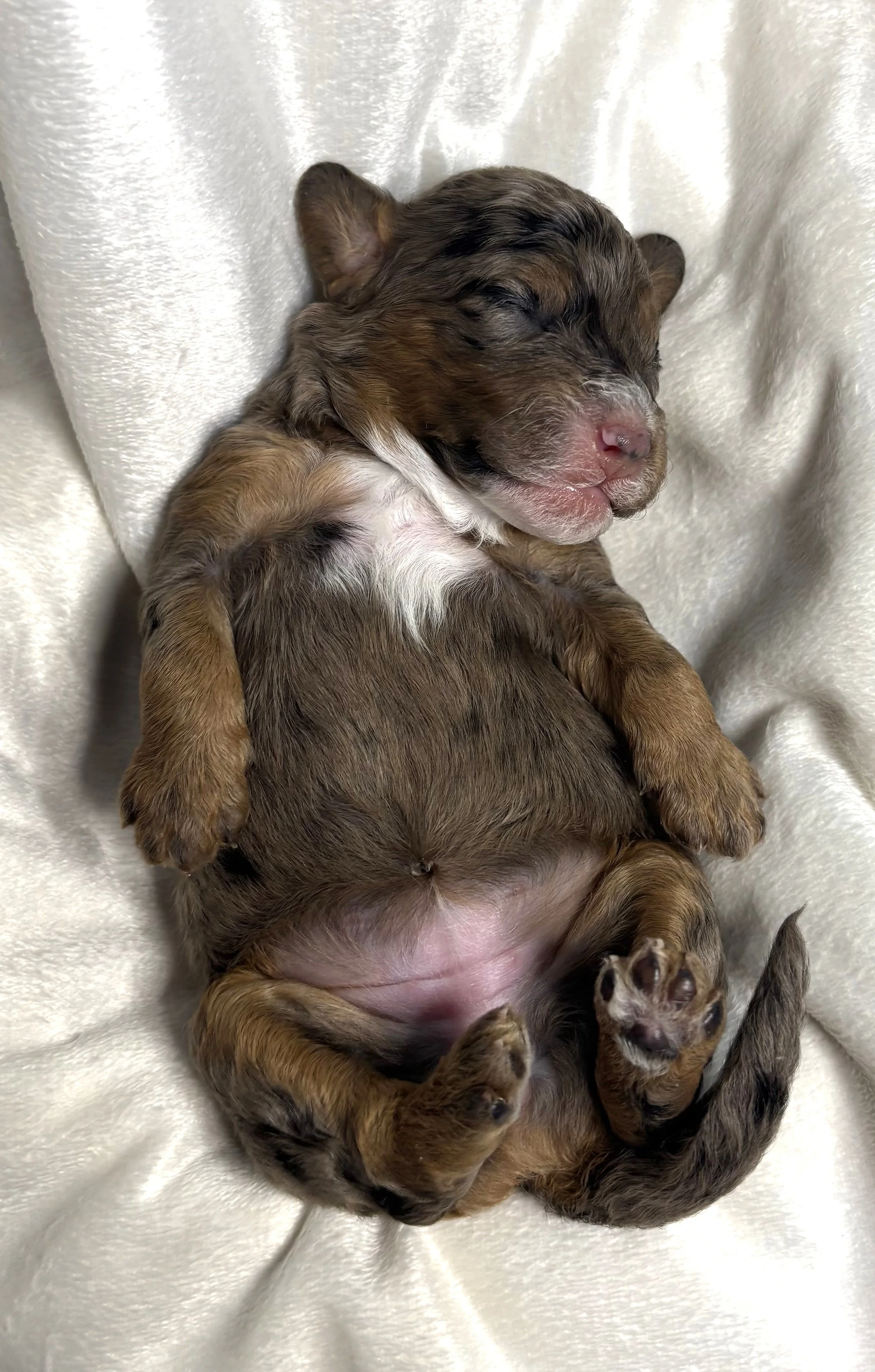 A sleeping, blue merle newborn mini aussiedoodle puppy lying on its back.