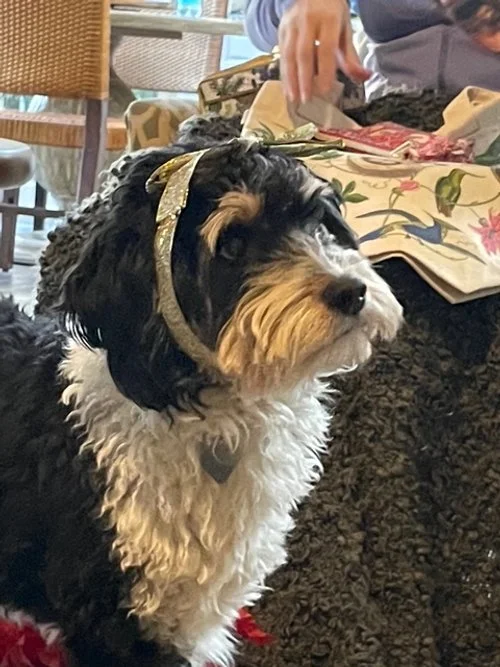 Dogwood mama Roxy: a black tri color mini aussiedoodle at Christmas time.