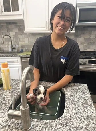 Dogwood Family Doodles, breeding ethical mini aussiedoodles north of Atlanta, Georgia