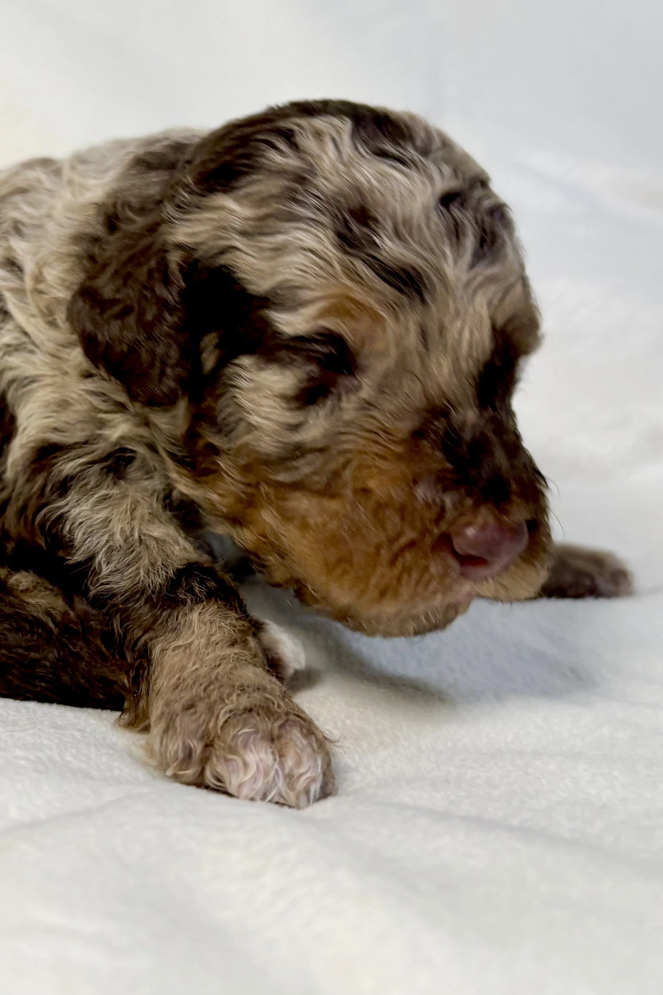 Newborn red merle mini aussiedoodle puppy.