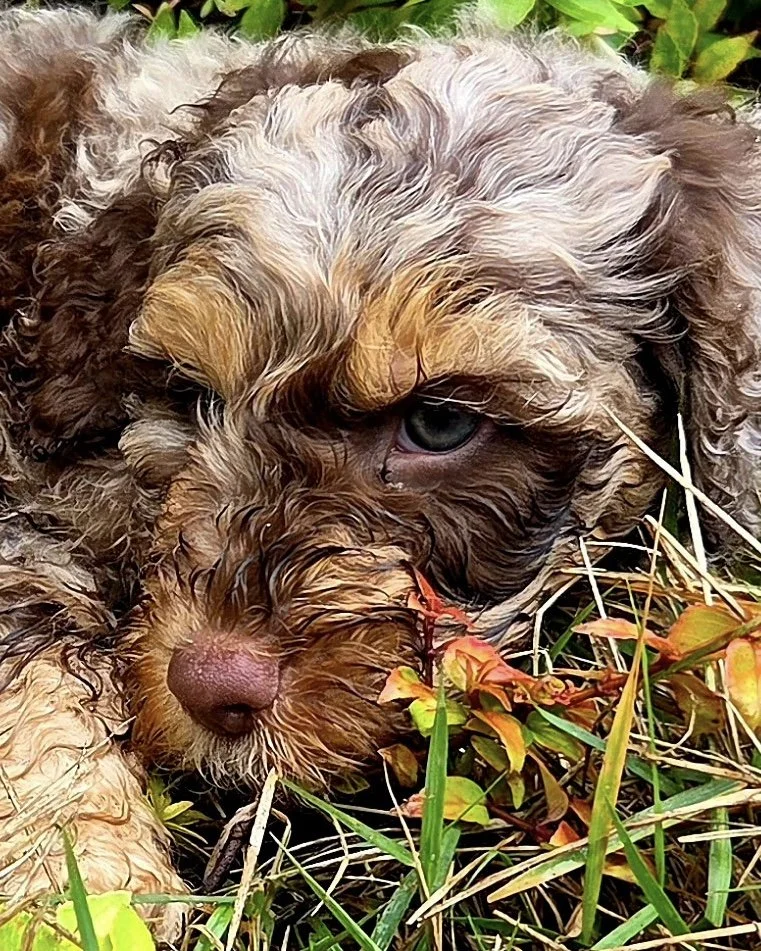 Close-up of a wet, curly-haired, red merle mini aussiedoodle puppy lying in grass and plants.
