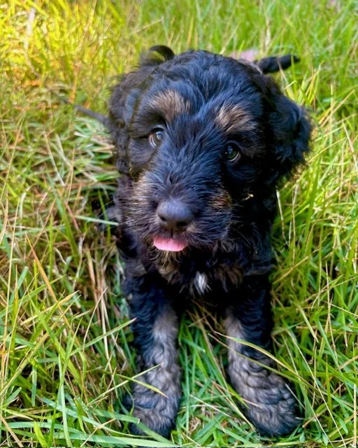 A black phantom mini aussiedoodle puppy.sitting in tall grass, looking at the camera with one eye winking and its tongue slightly sticking out.