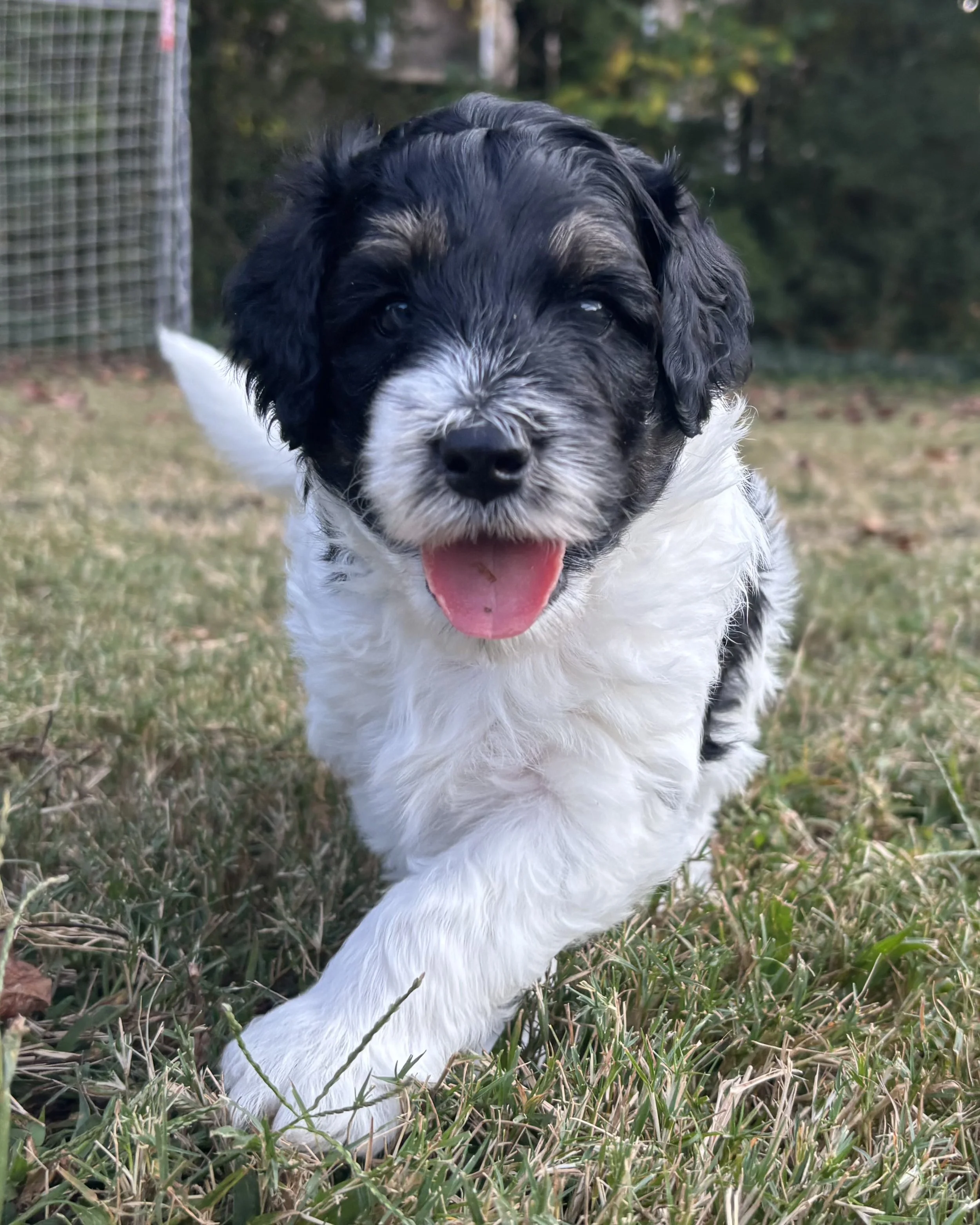 A playful black tri color mini aussiedoodle puppy running on grass.
