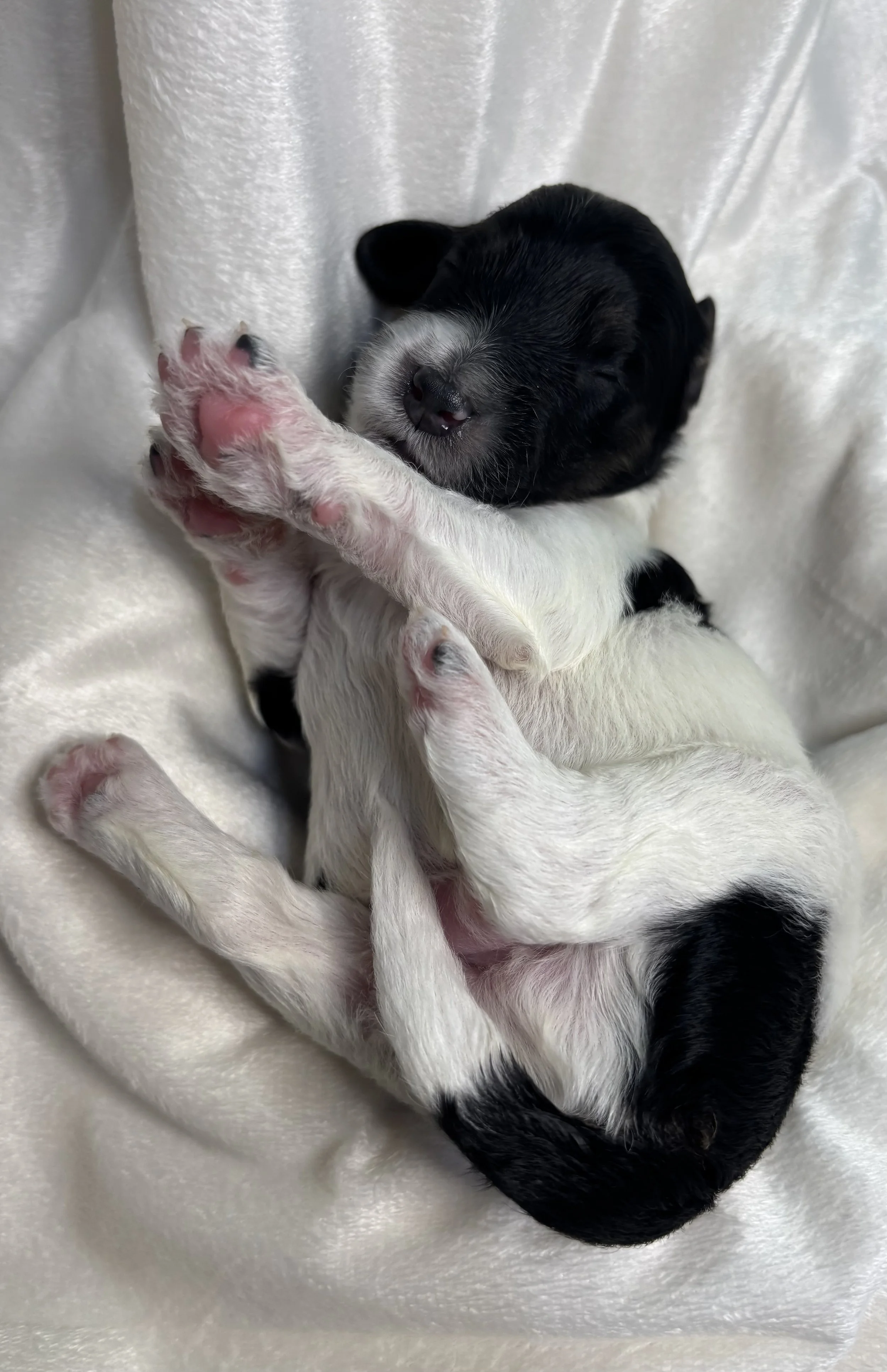 A cute newborn black tri color mini aussiedoodle puppy.