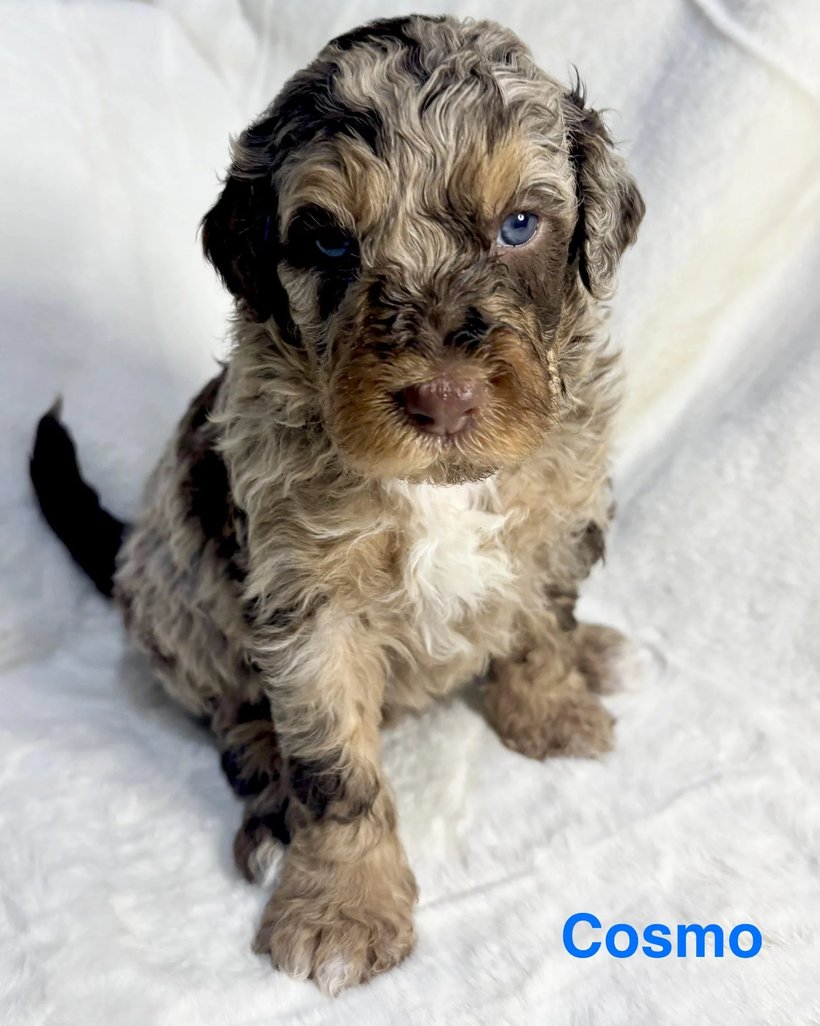 A cute, fluffly red merle mini aussiedoodle puppy with striking blue eyes.