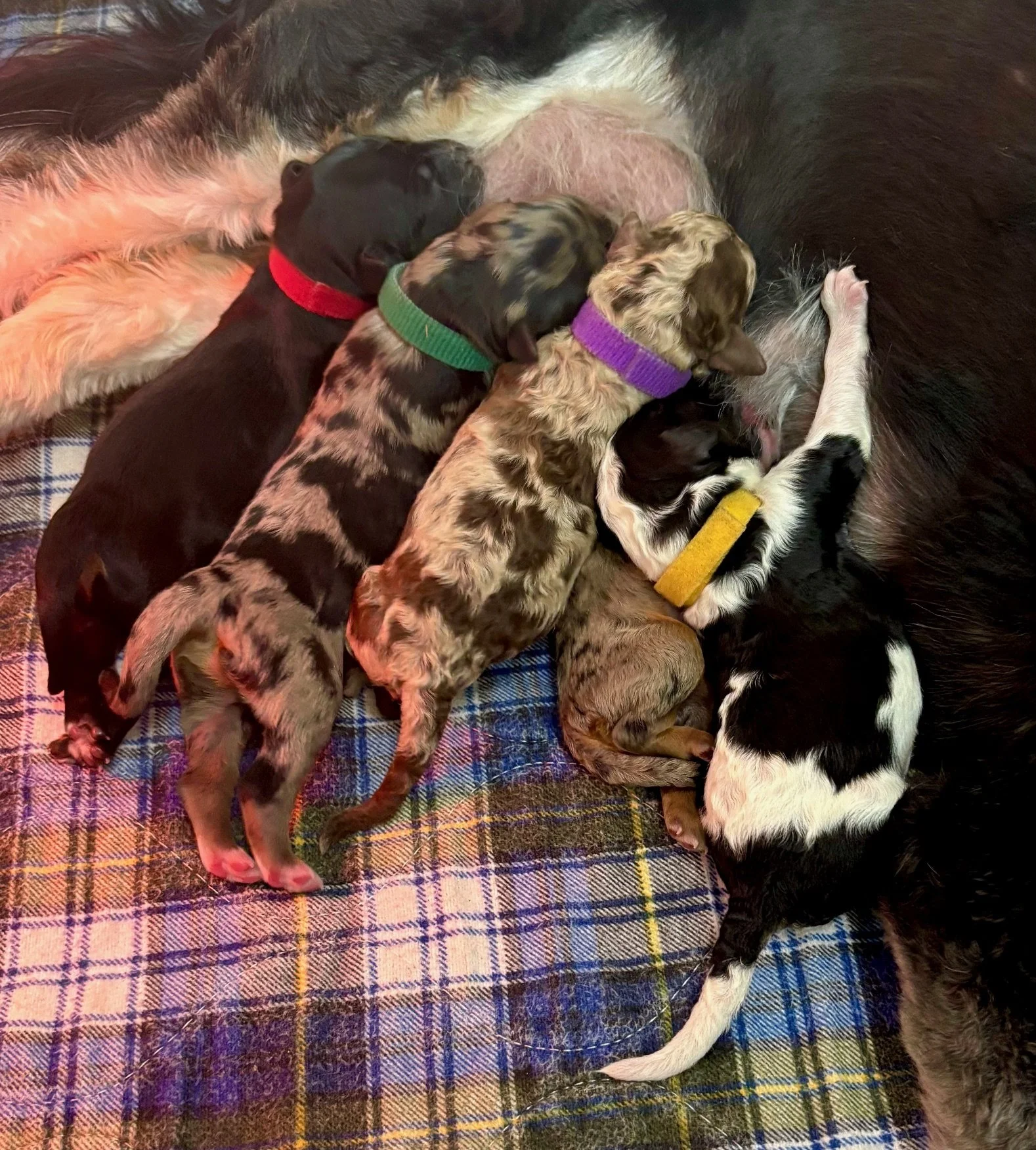 Mama black tri color mini aussiedoodle with her newborn mini aussiedoodle puppies.