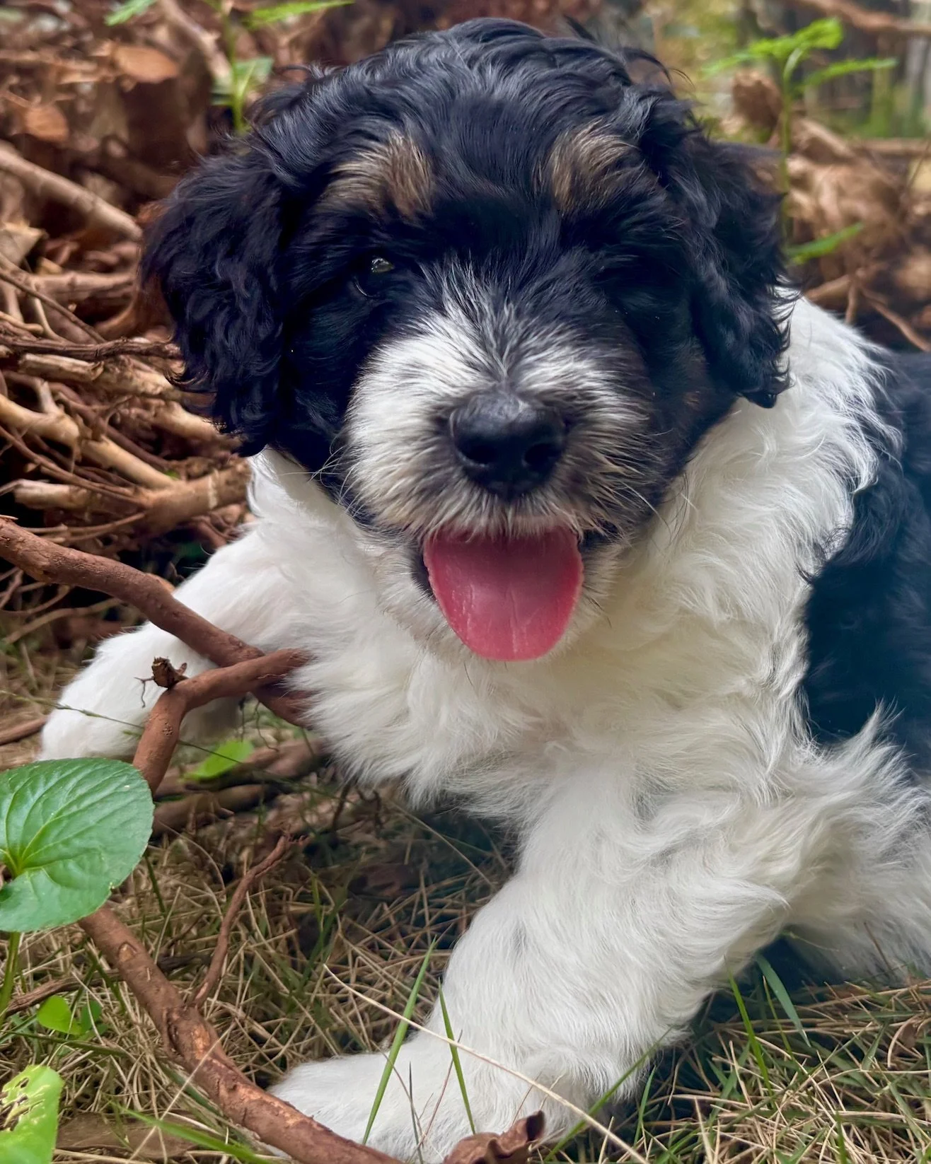 An adorable back tri color mini aussiedoodle puppy.with a pink tongue and curly fur, resting among twigs and green leaves in an outdoor setting.