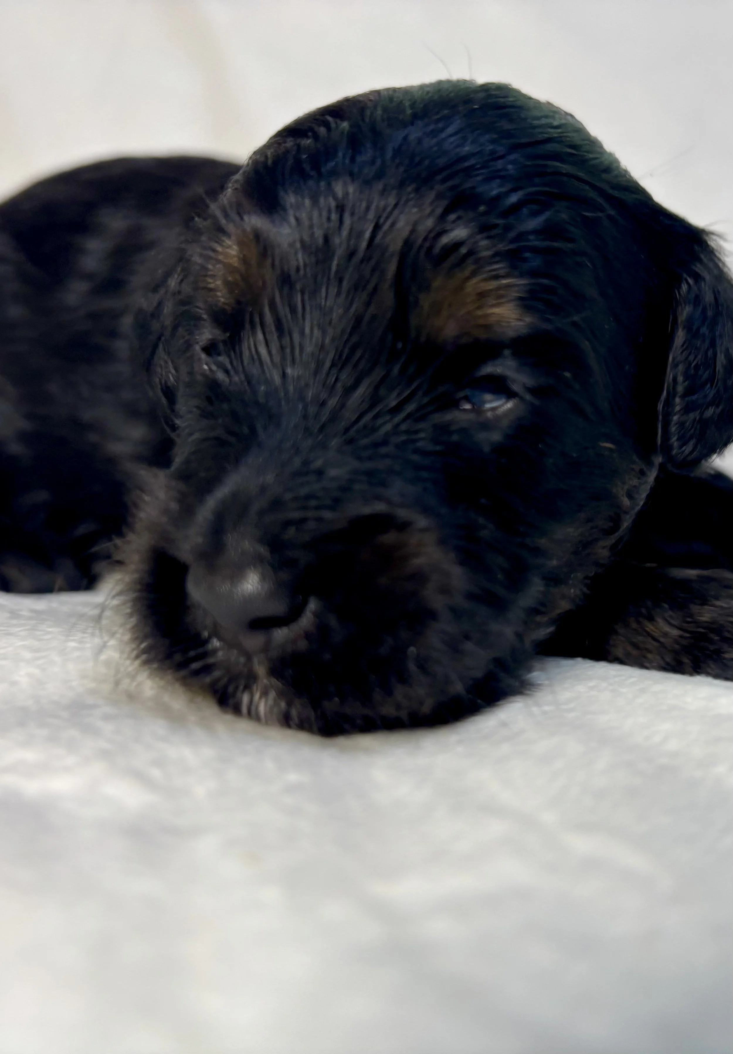 A sleeping newborn, black phantom mini aussiedoodle puppy.