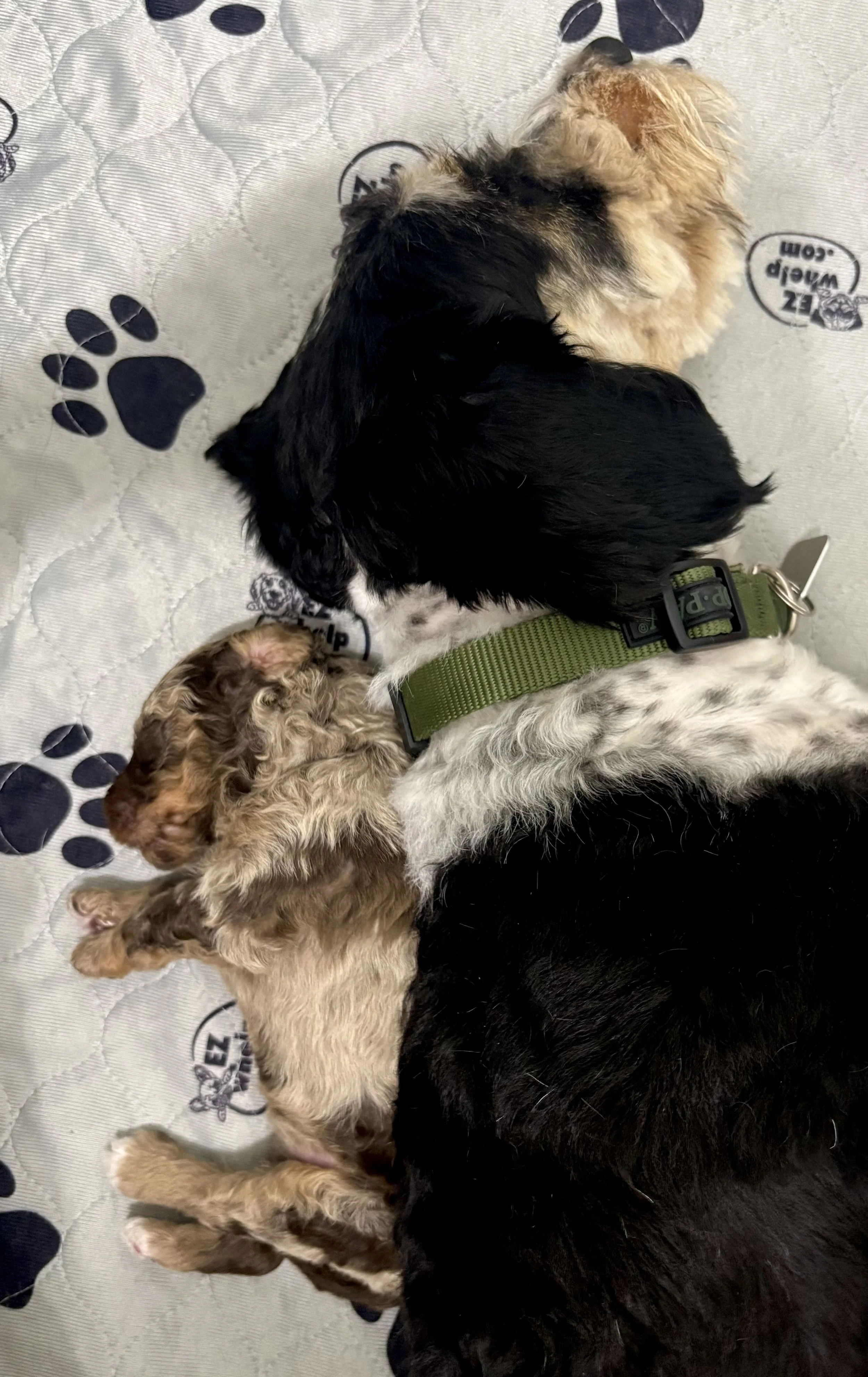 Newborn red merle mini aussiedoodle puppy with Dogwood mama Roxy, a black tri color mini aussiedoodle.