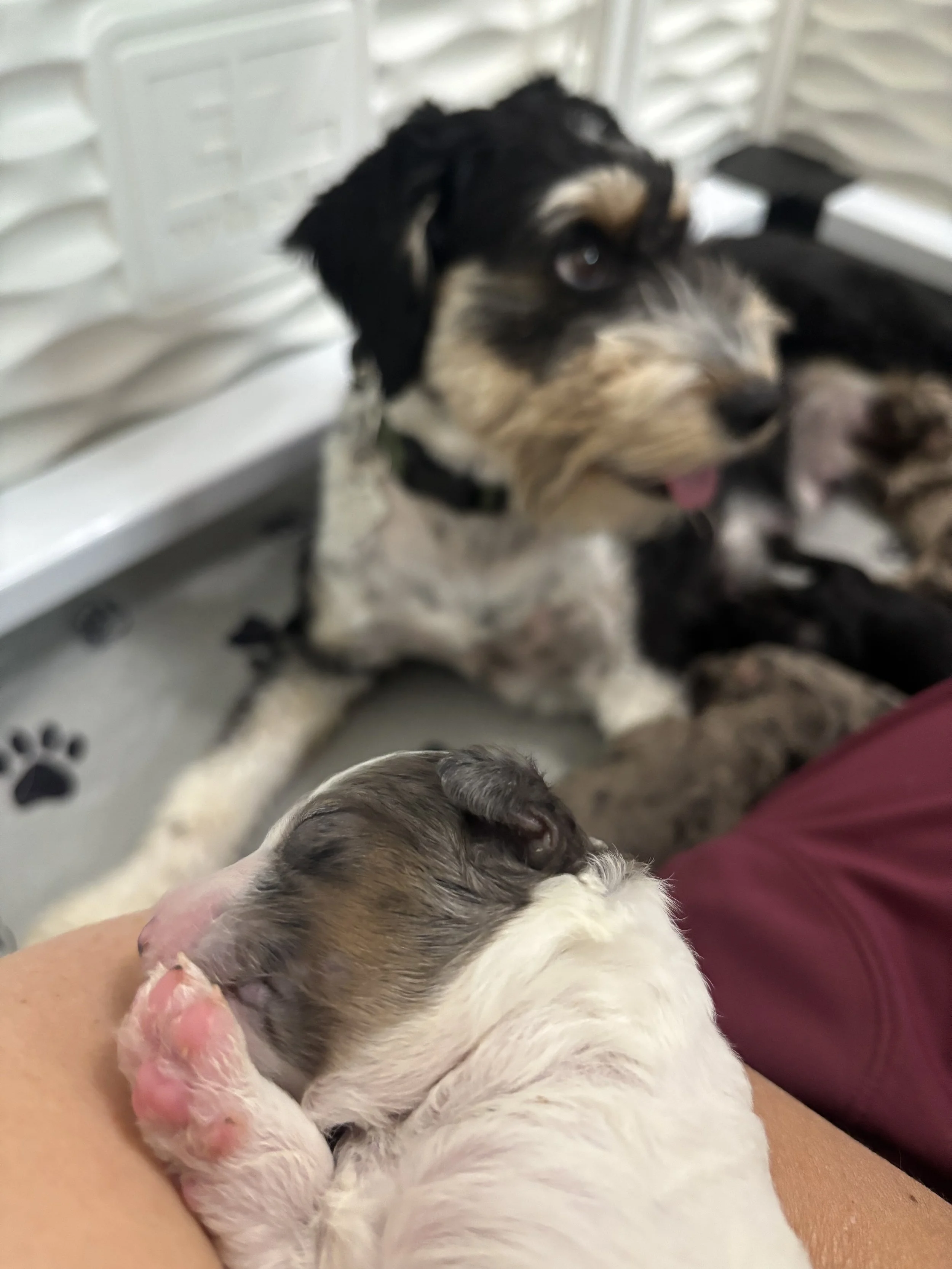 A sweet newborn blue merle parti mini aussiedoodle puppy with mama black tri color mini aussiedoodle beyond.