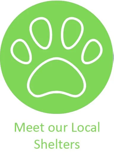 Mini Aussiedoodle puppies for sale in Georgia, offering blue merle, red merle, black phantom and tri color. Select puppies available for guardian families. Supporting local shelter through 1 to 1 program.