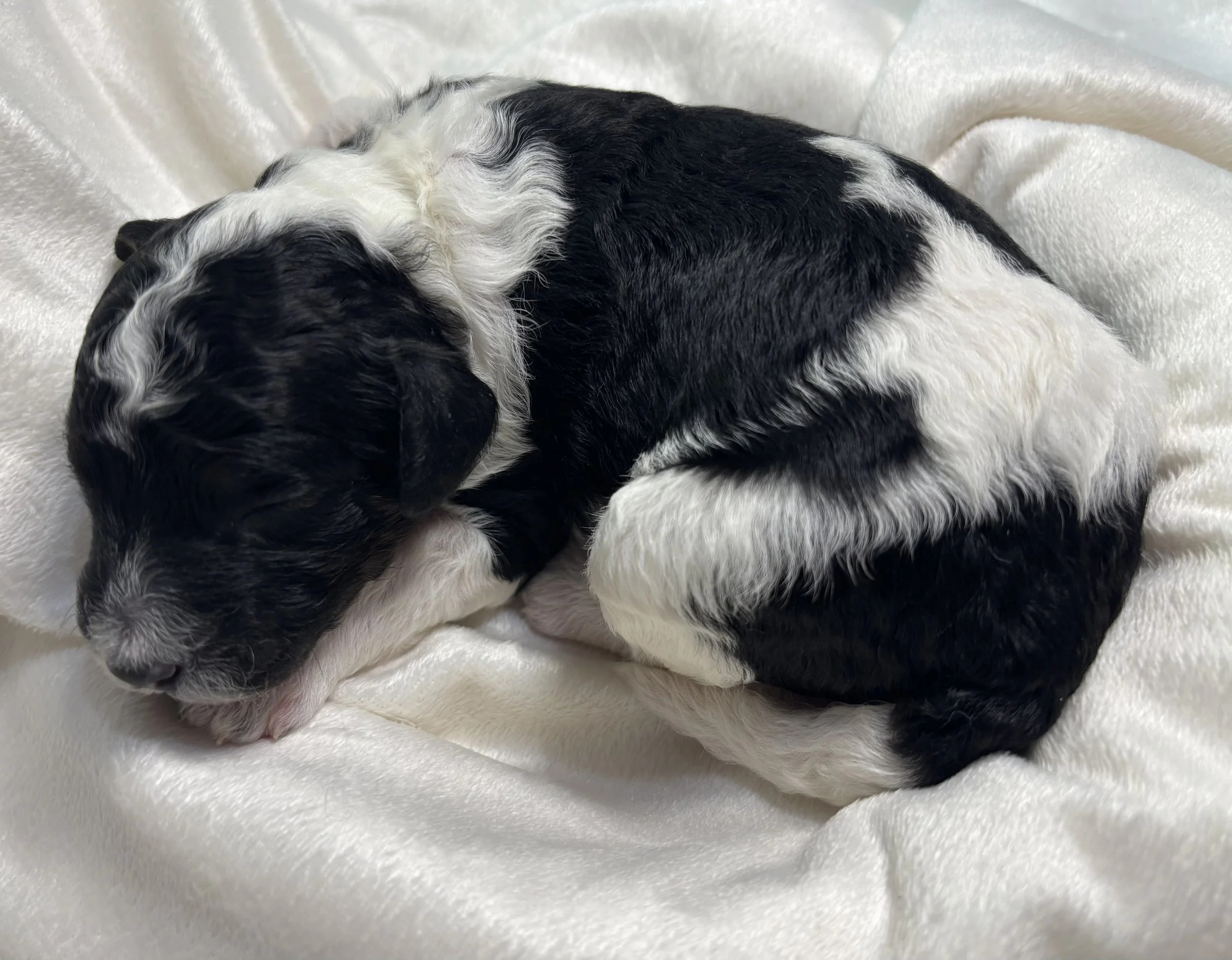 An adorable newborn back tri color mini aussiedoodle puppy.