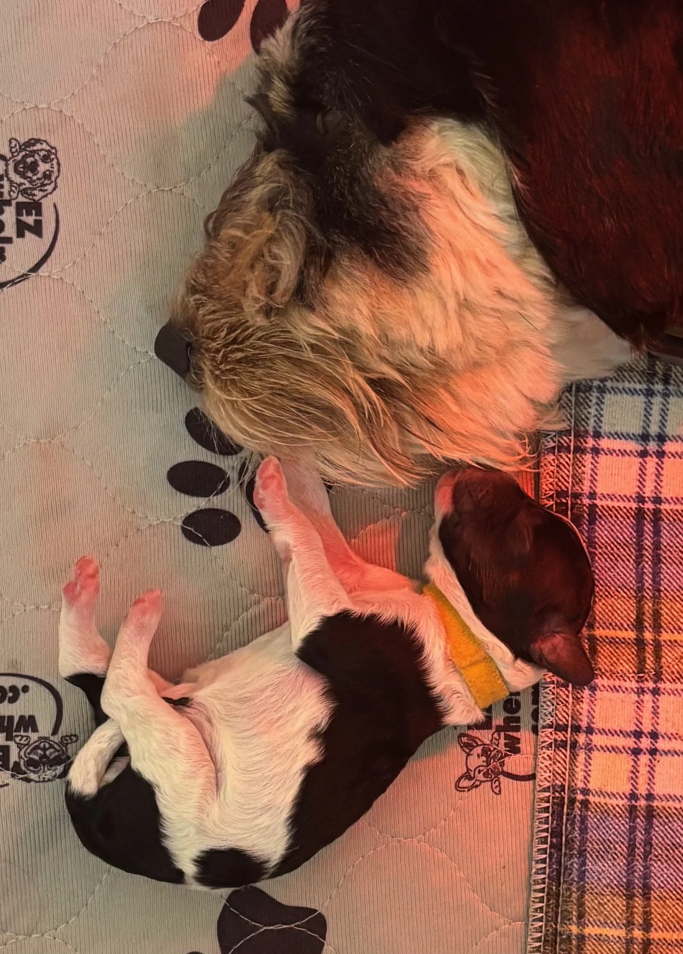 Mama black tri color mini aussiedoodle with her newborn black tri color mini aussiedoodle puppy.