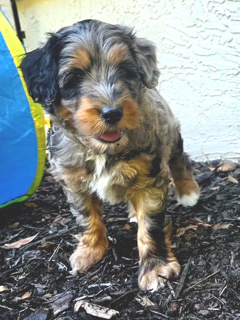 A cute blue merle mini aussiedoodle puppy.