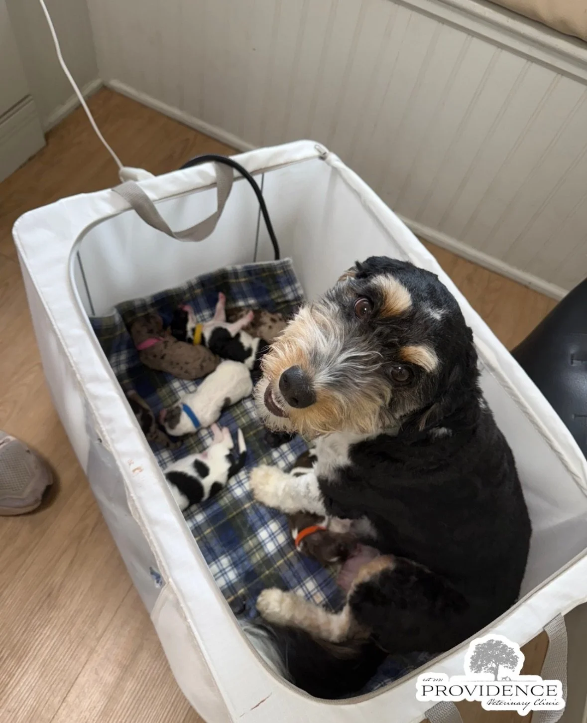 Mama with her newborn litter of mini aussiedoodle puppies.