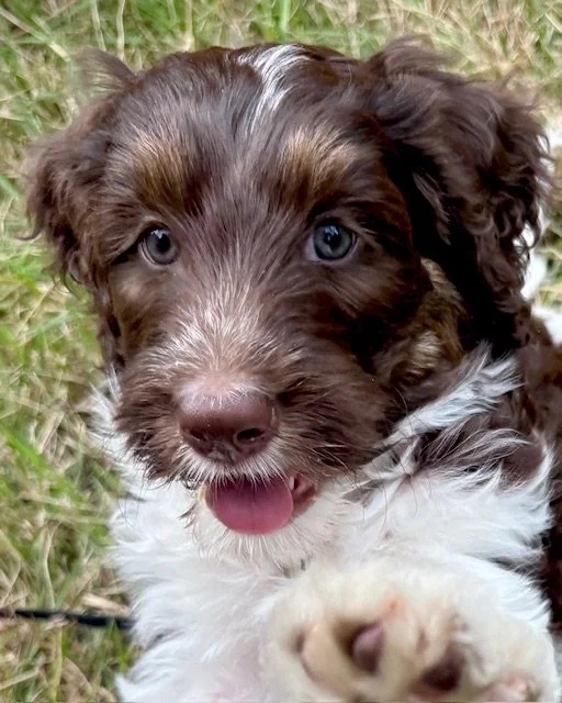 An adorable red tri color mini aussiedoodle puppy outside on grass.