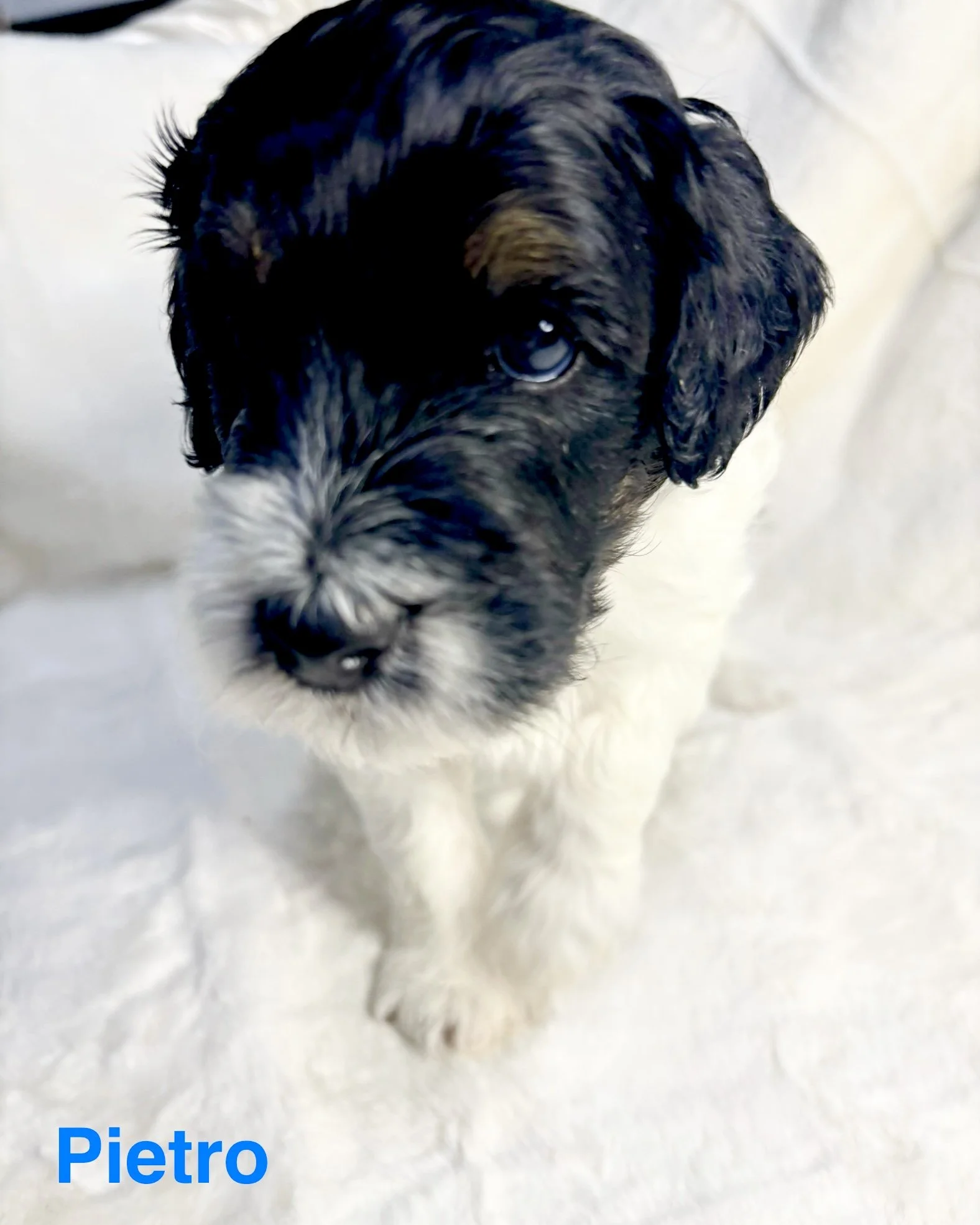An adorable back tri color mini aussiedoodle puppy.
